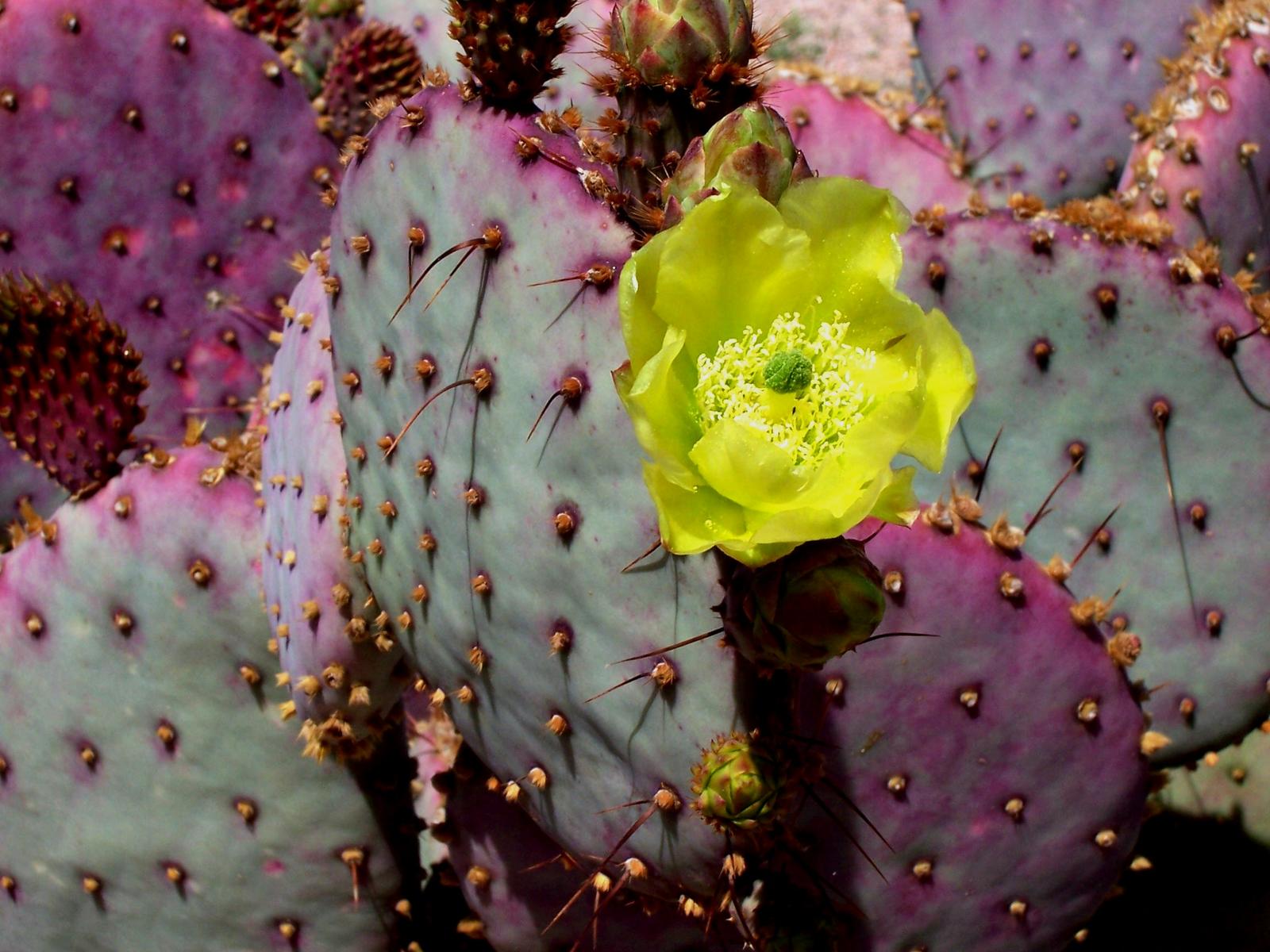 cactus in az