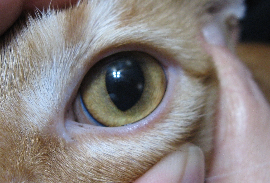 Cats With Cataracts