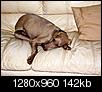 Pet Picture gallery-gabby-relaxing.jpg