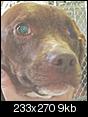 Dog Without An Eye - For Adoption-nm42.8721617-1-x.jpg
