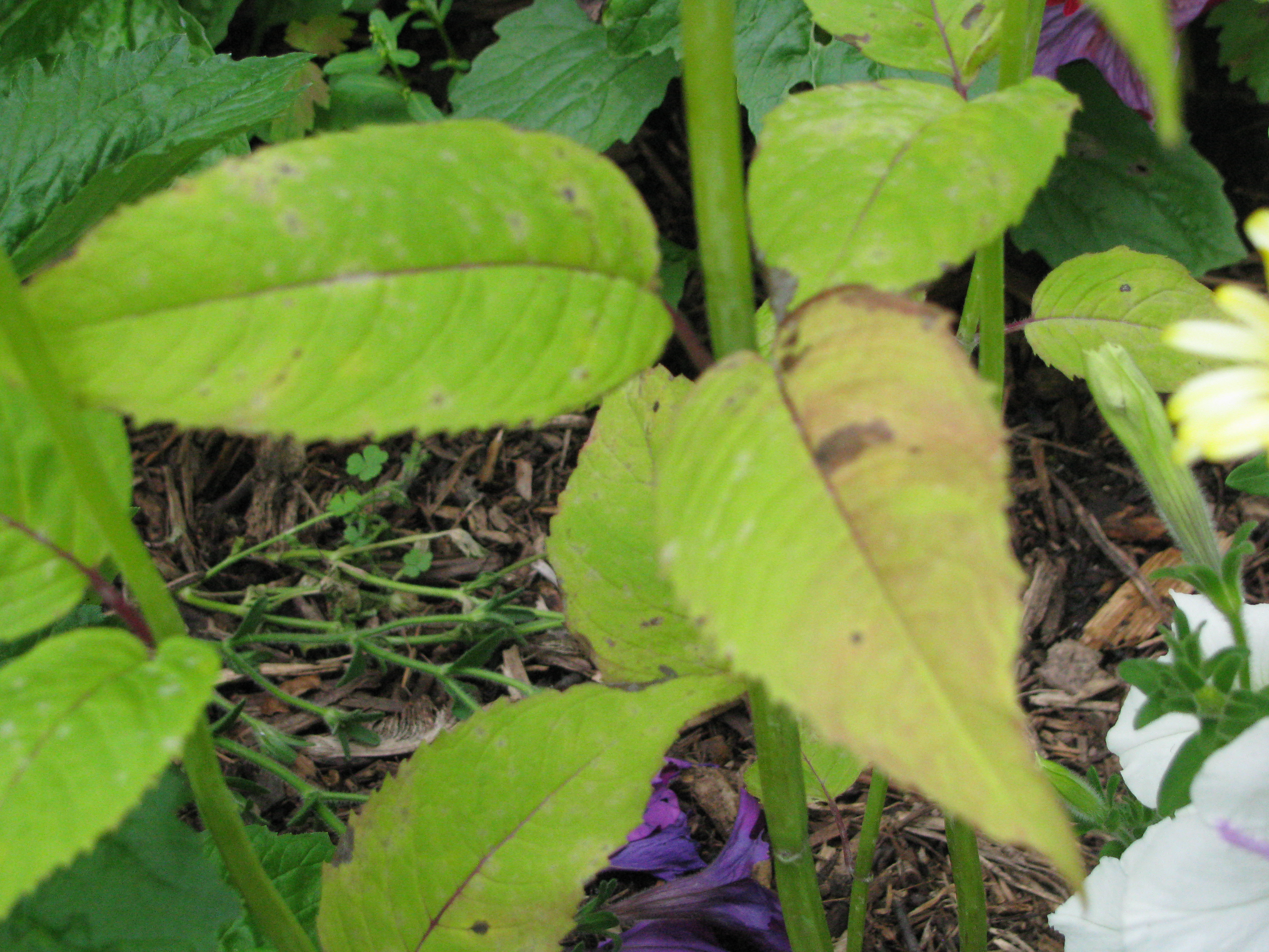 bee balm leaves