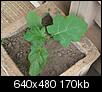 Mystery plant- thought it was grape vine now not so sure-cimg2900.jpg