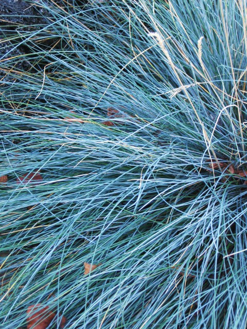 florida blue stem grass