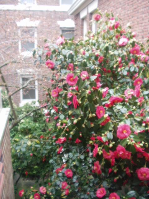 Camellia Plants Pictures