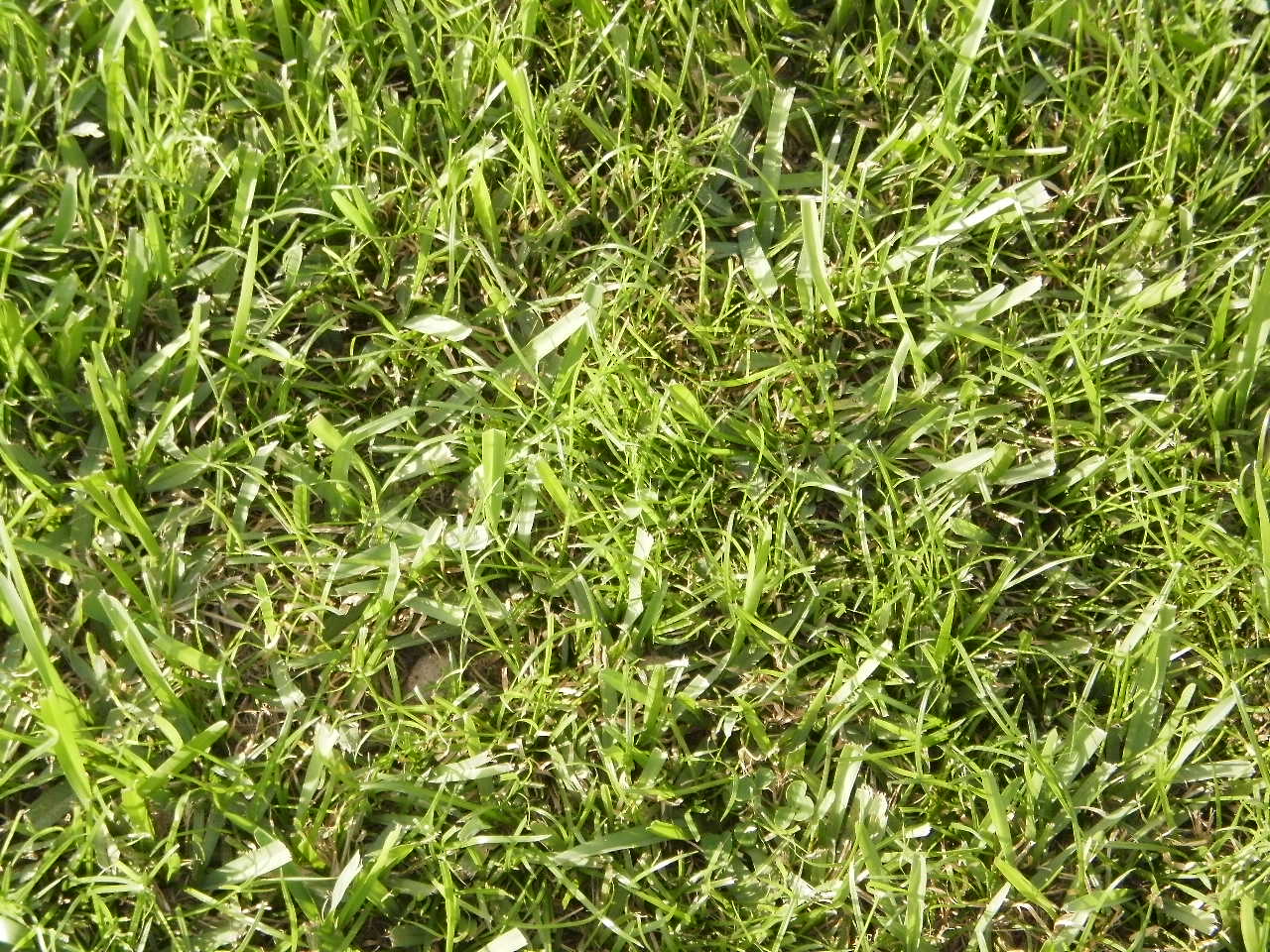 Help me with these type of weeds Please (lizard, lawn, grow) - Garden