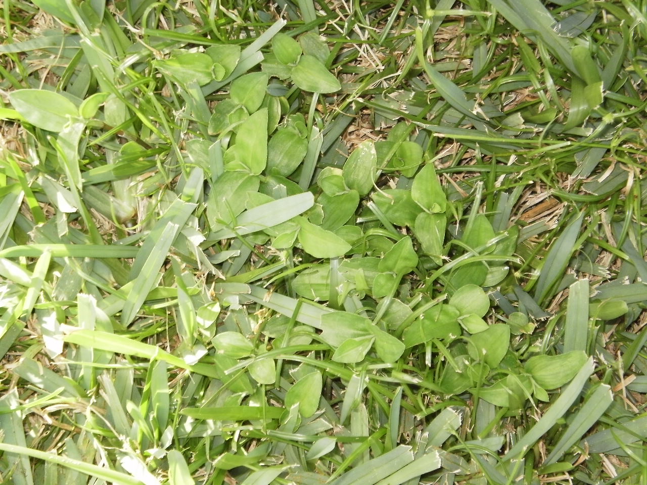 Help me with these type of weeds Please (lizard, lawn, grow) - Garden