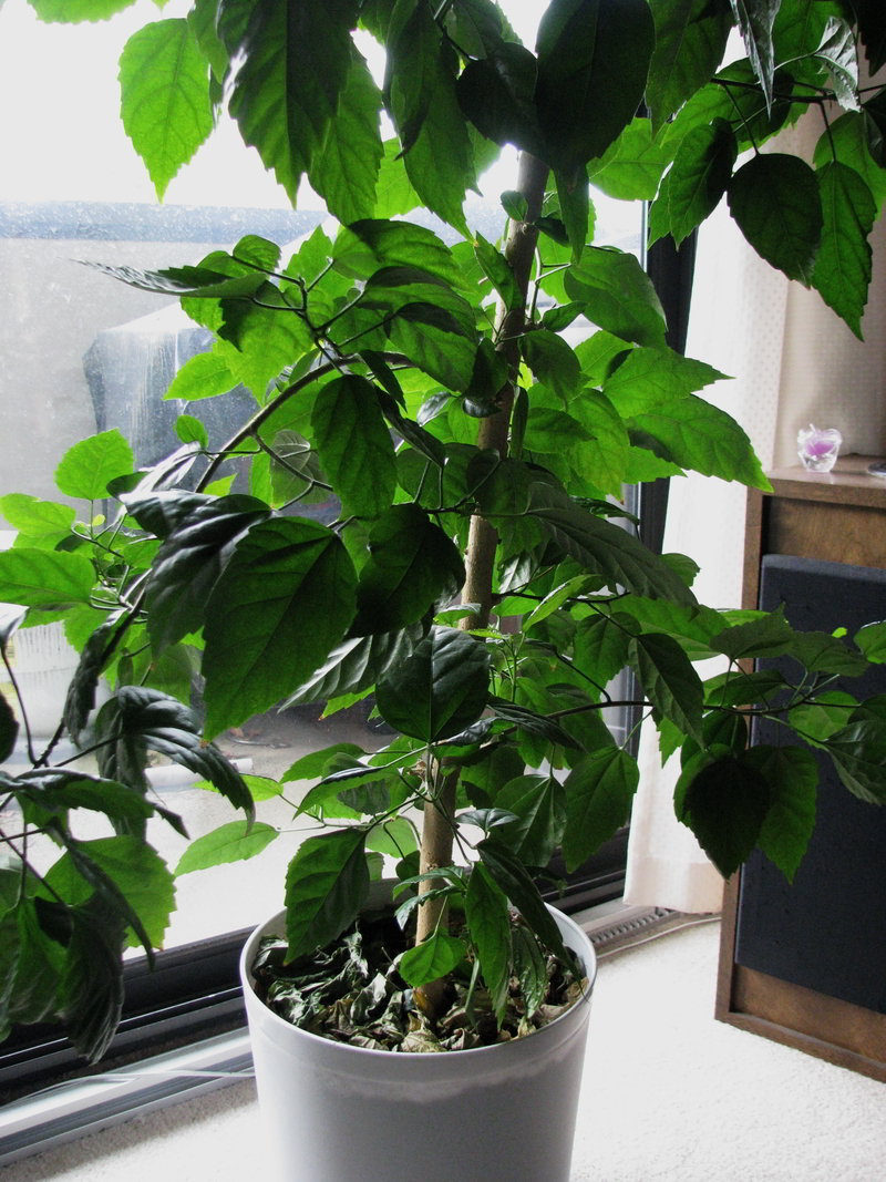 indoor plant tree download