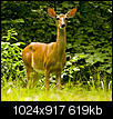 Rural KY photo "sticky"-deer-chewing.jpg