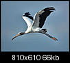 Local Pictures-stork04.jpg