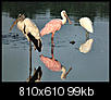Local Pictures-stork03.jpg