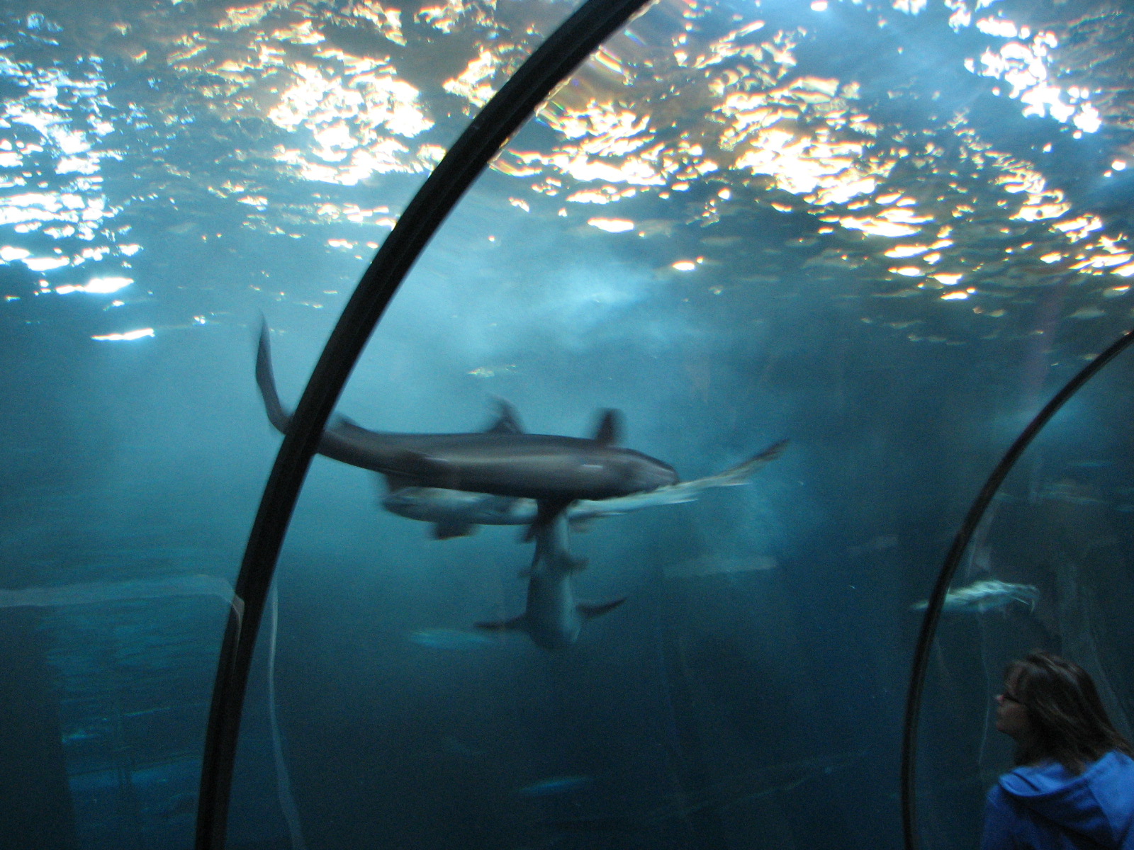 Newport Aquarium Oregon