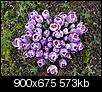 Flowers-springcrocus.jpg
