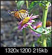 Flowers-butterflyflower_edited-1.jpg