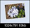 Flowers-untitled-2_edited-2.jpg
