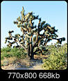 Cacti, Cactus of the World-20170528-20170528-dsc_0001.jpg