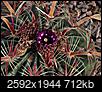 Cacti, Cactus of the World-dsc01528a.jpg
