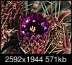 Cacti, Cactus of the World-dsc01529a.jpg