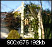 Insect/bug images-bigspider.jpg