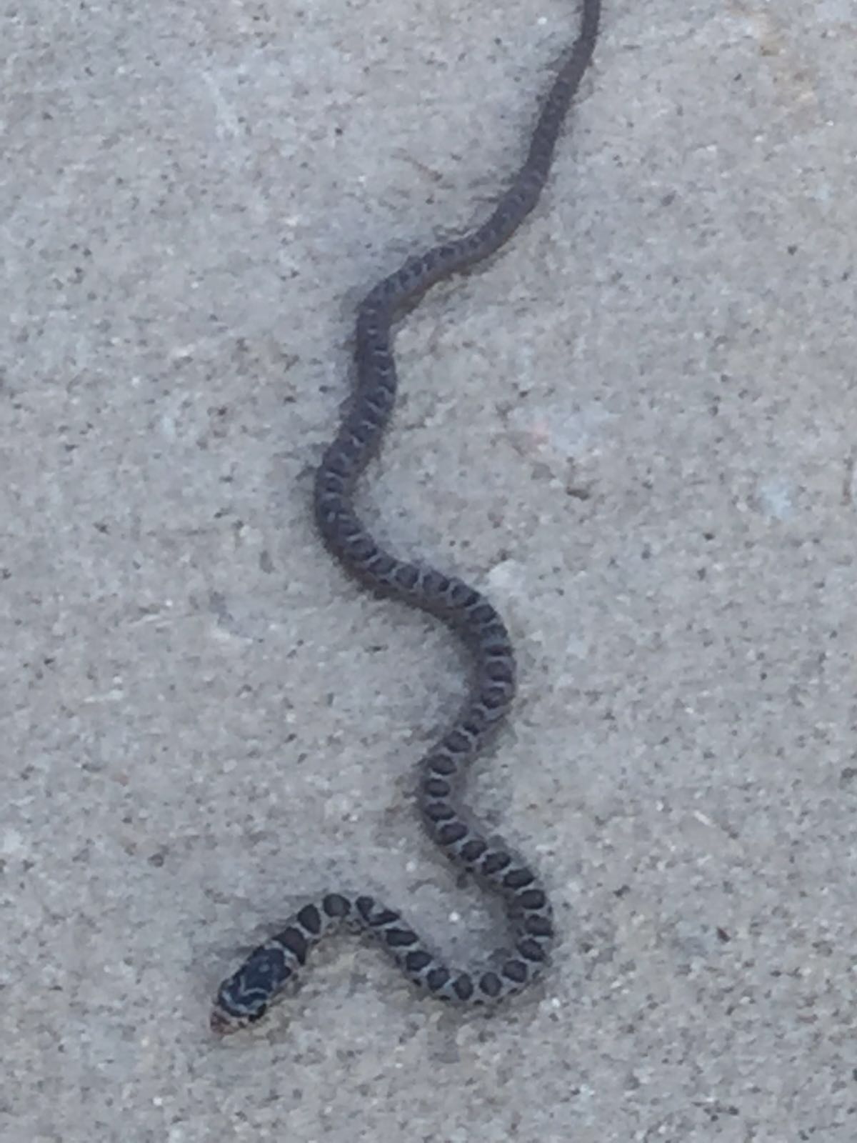 are there lots of snakes in north carolina