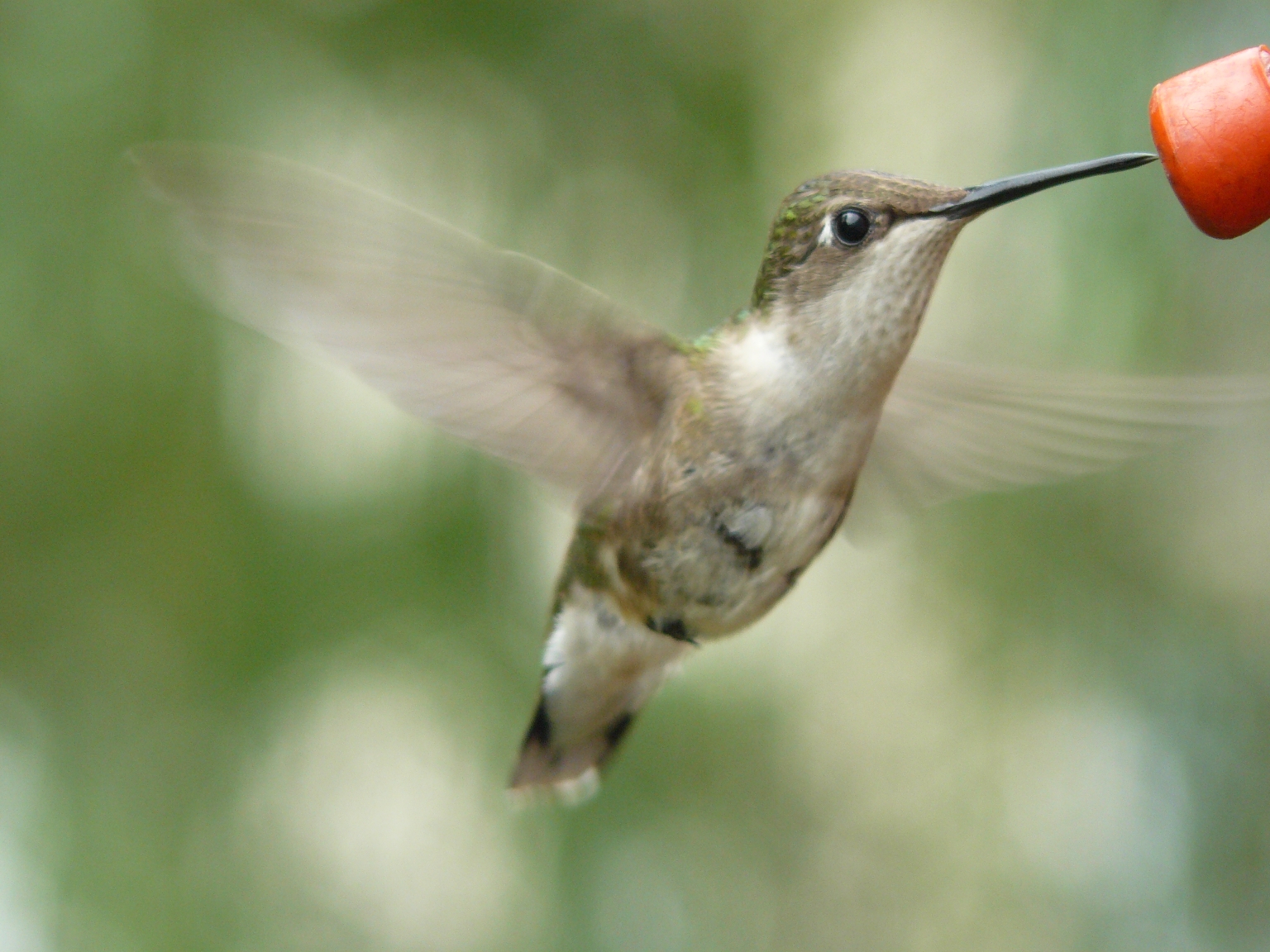 hummingbird raleigh