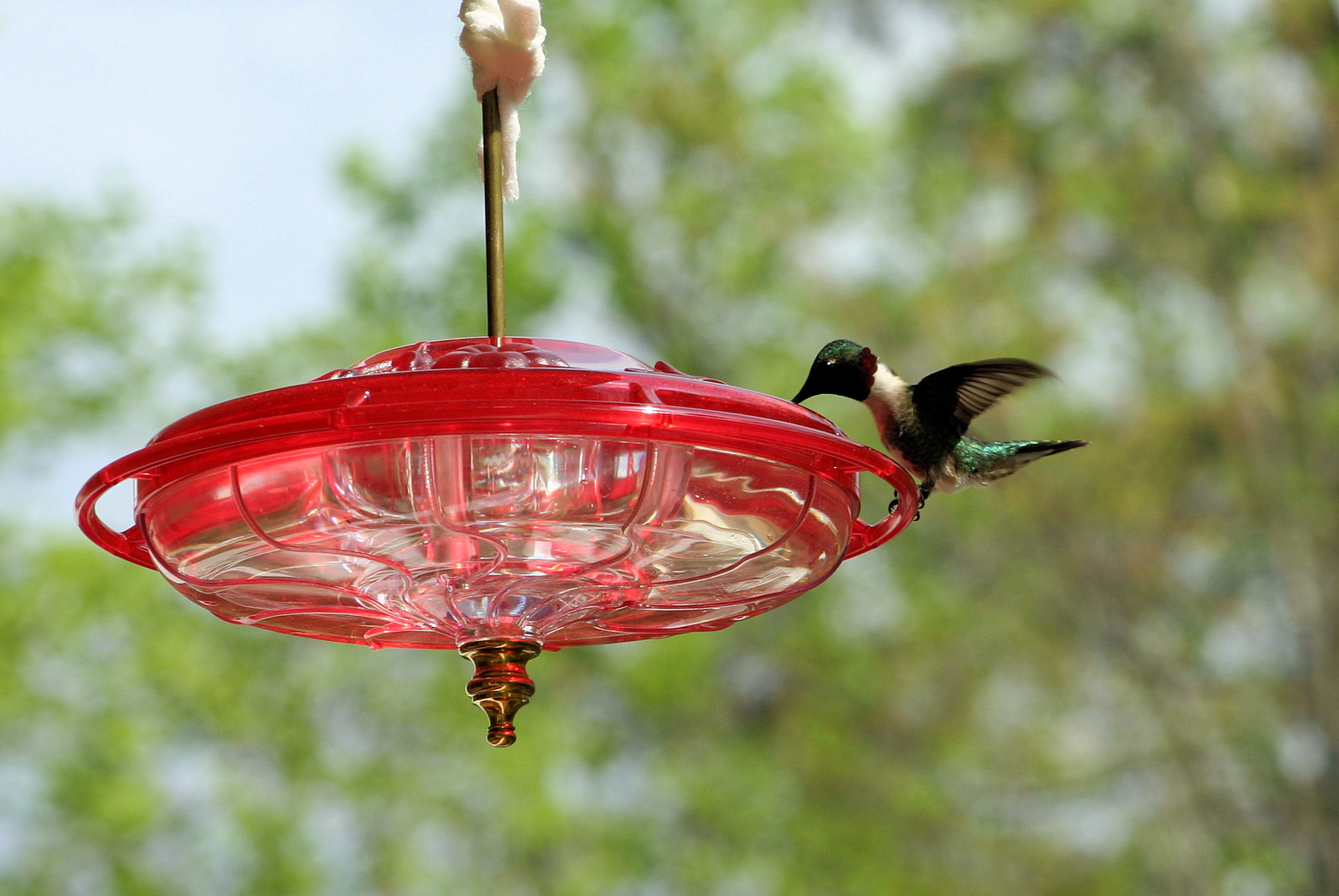 hummingbird raleigh