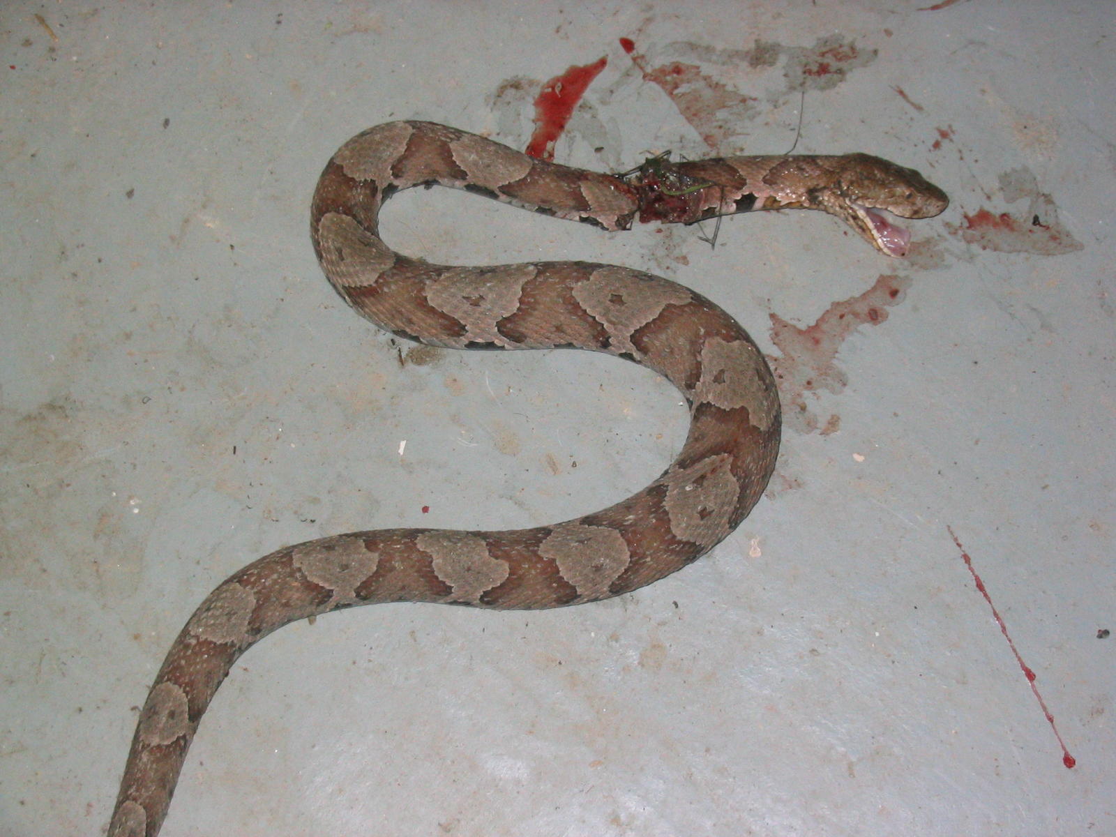 Copperhead Snake Babies