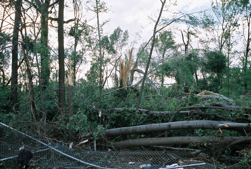 College Park: Many trees were knocked down and destroyed by the tornado...