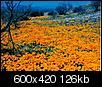 Click image for larger version

Name:	wildflowers2.jpg
Views:	30813
Size:	126.5 KB
ID:	23819