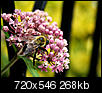 Click image for larger version

Name:	bee.jpg
Views:	236
Size:	267.6 KB
ID:	64624