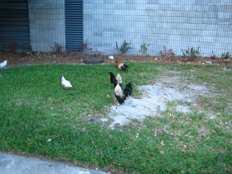 Chickens in Brickell??? (Miami, Havana: dangerous, cars, rated ...