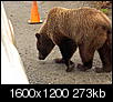 Bear Photos-bear-outside-truck-mckinley-park.jpg