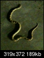 Any SNAKE EXPERTS? I need help identifying this snake.-snake-1.png
