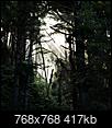 Hyperion: Tallest Redwood: Heard hide or hair? Scuttlebutt?-redwoodsgoldbluff.jpg