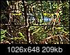 Hyperion: Tallest Redwood: Heard hide or hair? Scuttlebutt?-suvtop.jpg