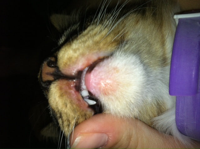 Ulcer On My Cat S Bottom Lip
