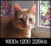 Cat pics!!!-harley-2006.jpg