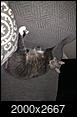 Cat pics!!!-img_1005.jpg