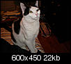 Cat pics!!!-p5040008.jpg