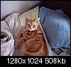 Cat pics!!!-pcdv0004.jpg