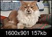 Cat has lymphoma - what to expect during last weeks/ days-a96ff233-5475-4e37-aa65-1405a5656ae0.jpeg