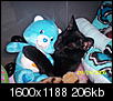 Cat pics!!!-10-26-2006-065.jpg