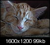 Cat pics!!!-one-003.jpg