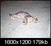 Cat pics!!!-101_0912.jpg