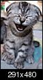 How can you tell when a cat is laughing?-cat_laughing.bmp