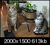 Cat pics!!!-img_0010-1.jpg