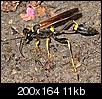 What on earth is this bee/wasp/hornet, largest I've ever seen!!-mud-dauber.jpeg