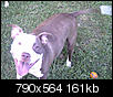Good Dog need Good Home - Chocolate/White Pitbull, Charlotte area (Southpark) ((NEW Owner found)) UPDATE-kimbo-tail-wag2.jpg
