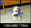 Good Dog need Good Home - Chocolate/White Pitbull, Charlotte area (Southpark) ((NEW Owner found)) UPDATE-kimbo-smiles.jpg