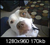 Good Dog need Good Home - Chocolate/White Pitbull, Charlotte area (Southpark) ((NEW Owner found)) UPDATE-puppy-eyes.jpg