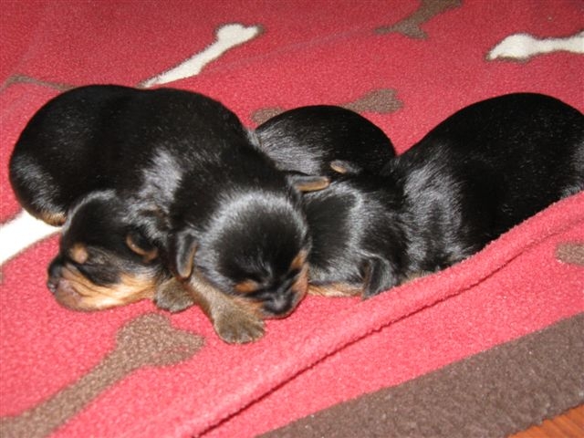 Yorkie puppies for sale - Classified Ads -Buy and sell ...